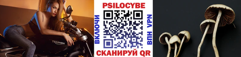 Галлюциногенные грибы Psilocybine cubensis  Чадан 